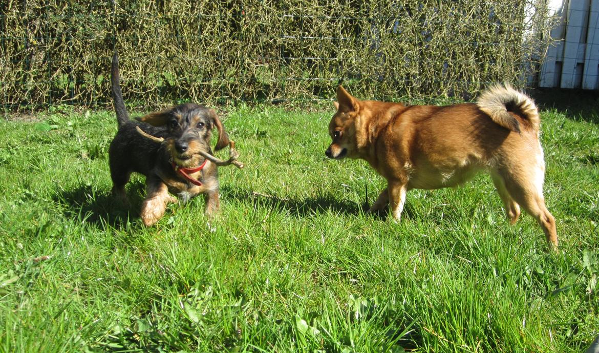 Gravhund Møffe - Møf og Cookie leger billede 20