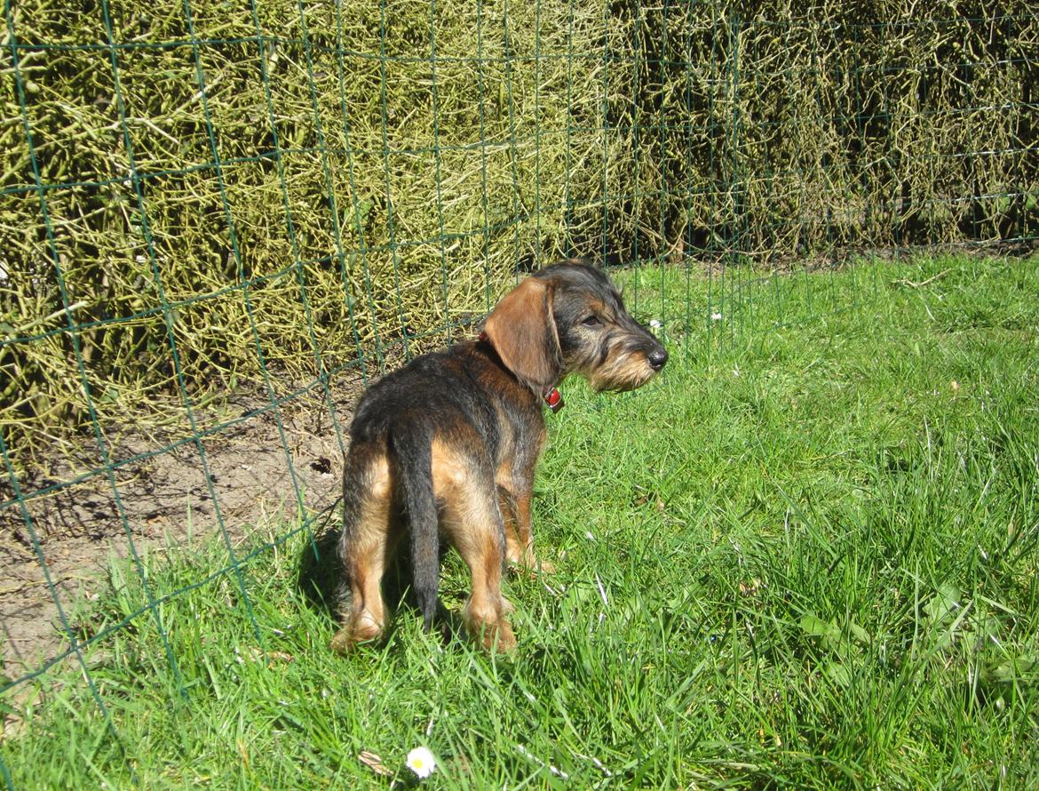 Gravhund Møffe billede 19