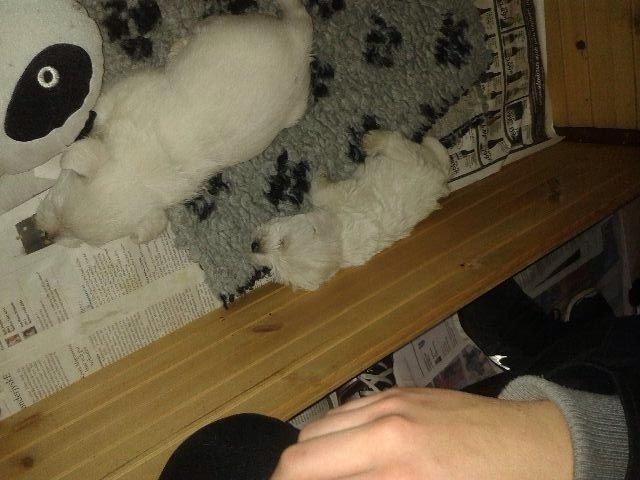 West highland white terrier Arnitslunds Royal Schaggy (Melvin) billede 7