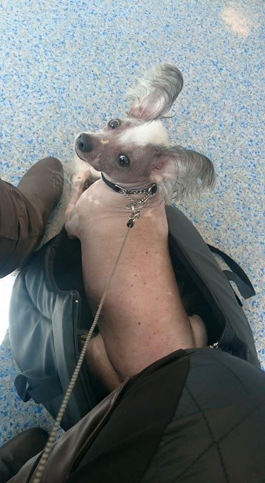 Chinese crested hårløs Spooky billede 48