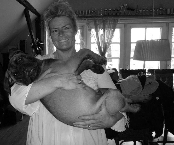 Bullmastiff Bullsaints Haress Al Dar - Barney 12 uger :-) billede 13