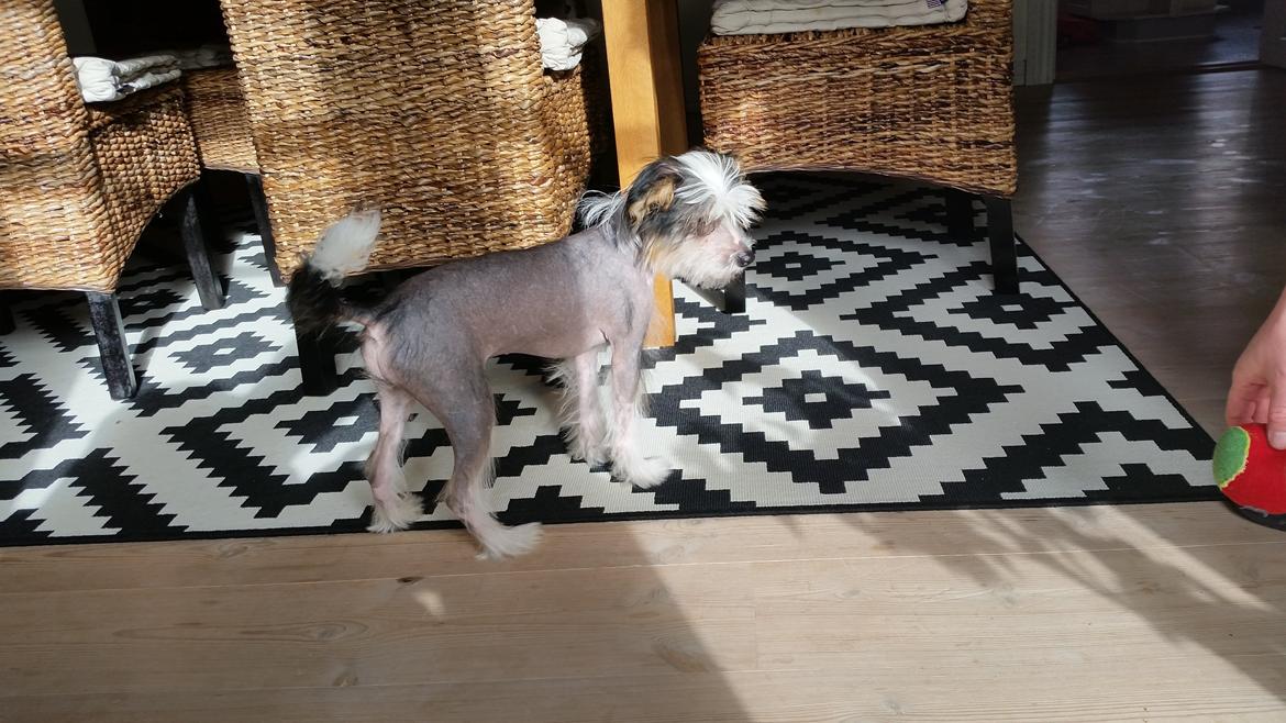 Chinese crested hårløs Priscilla (Cilla) billede 9