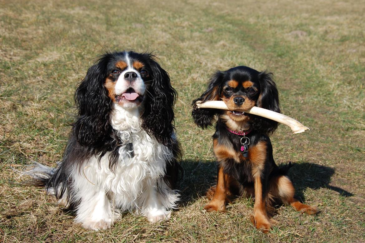 Cavalier king charles spaniel Teamsofies Lady Kenya billede 3