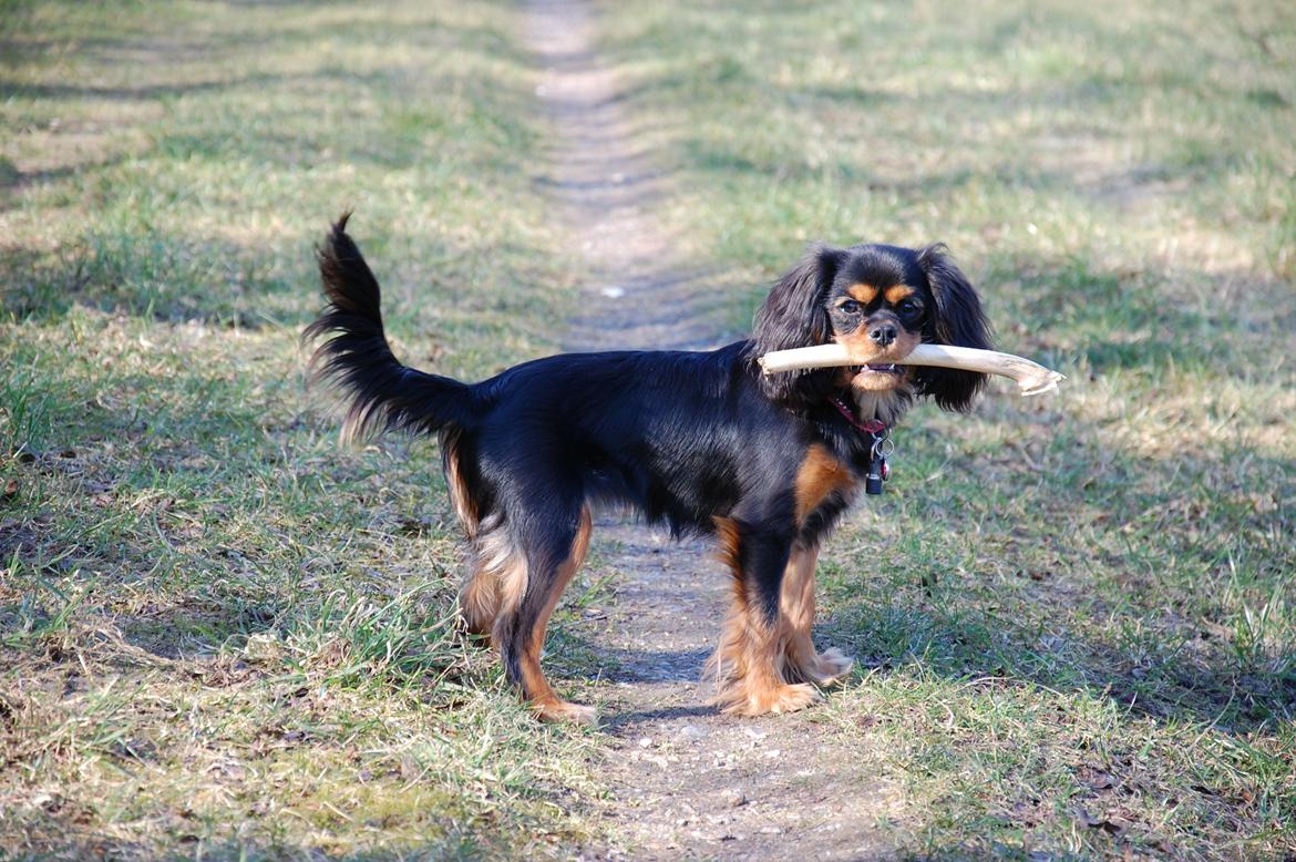 Cavalier king charles spaniel Teamsofies Lady Kenya billede 2