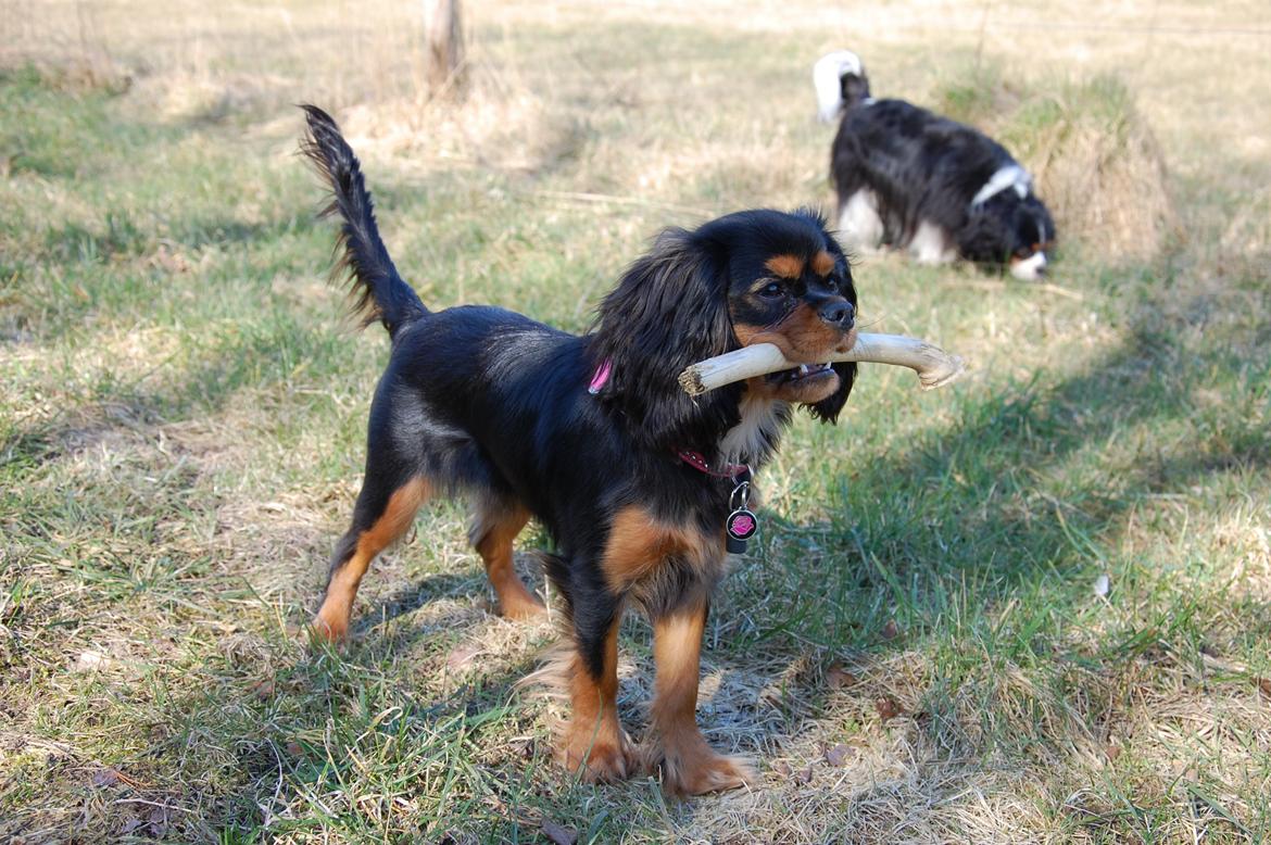 Cavalier king charles spaniel Teamsofies Lady Kenya billede 4