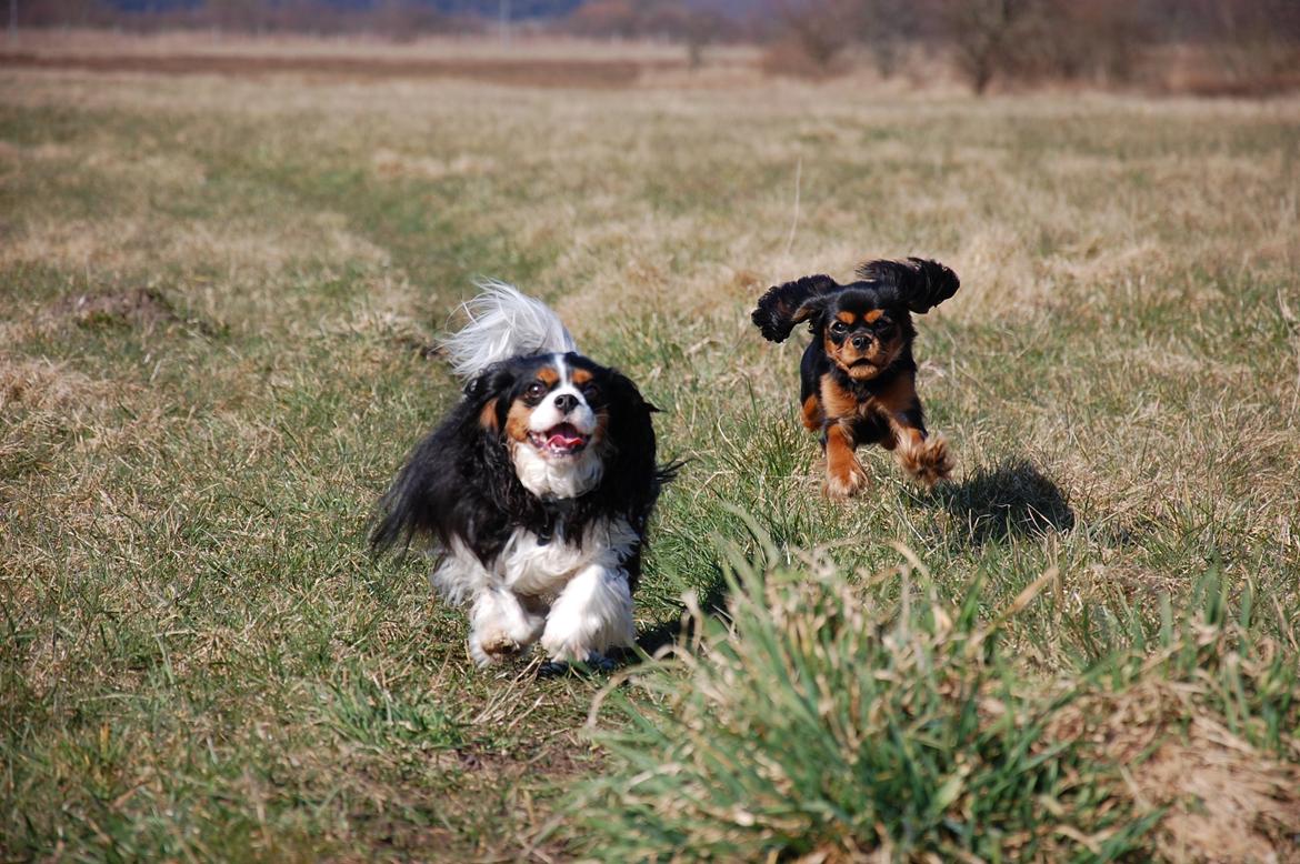 Cavalier king charles spaniel Teamsofies Lady Kenya billede 10