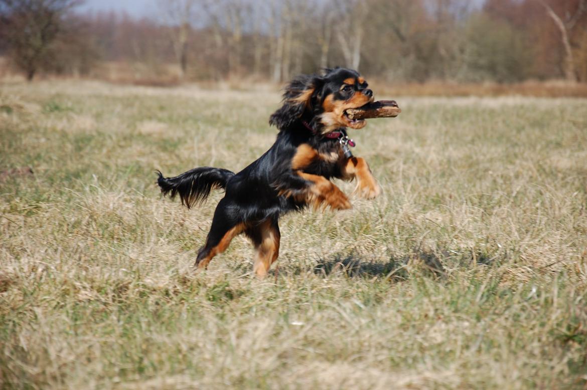 Cavalier king charles spaniel Teamsofies Lady Kenya billede 14