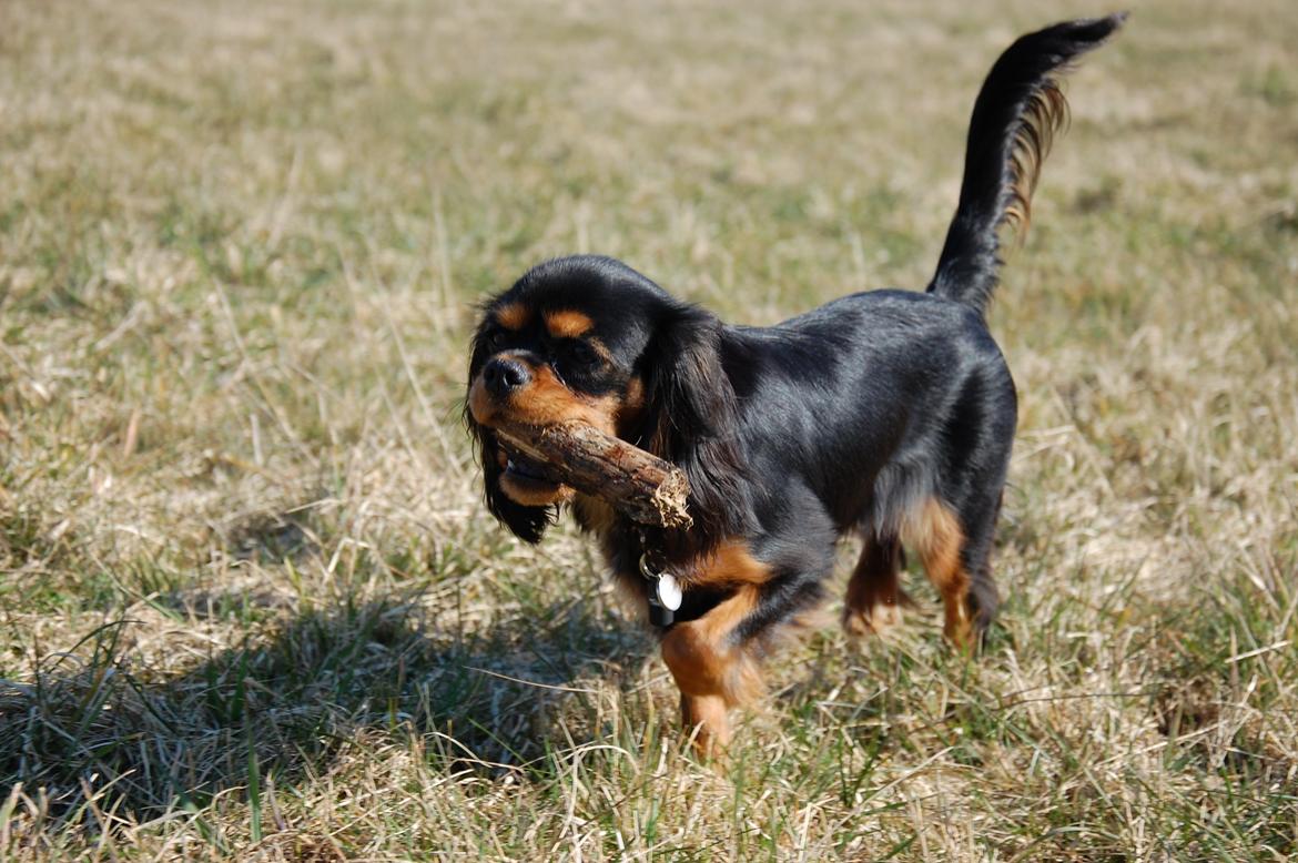 Cavalier king charles spaniel Teamsofies Lady Kenya billede 16