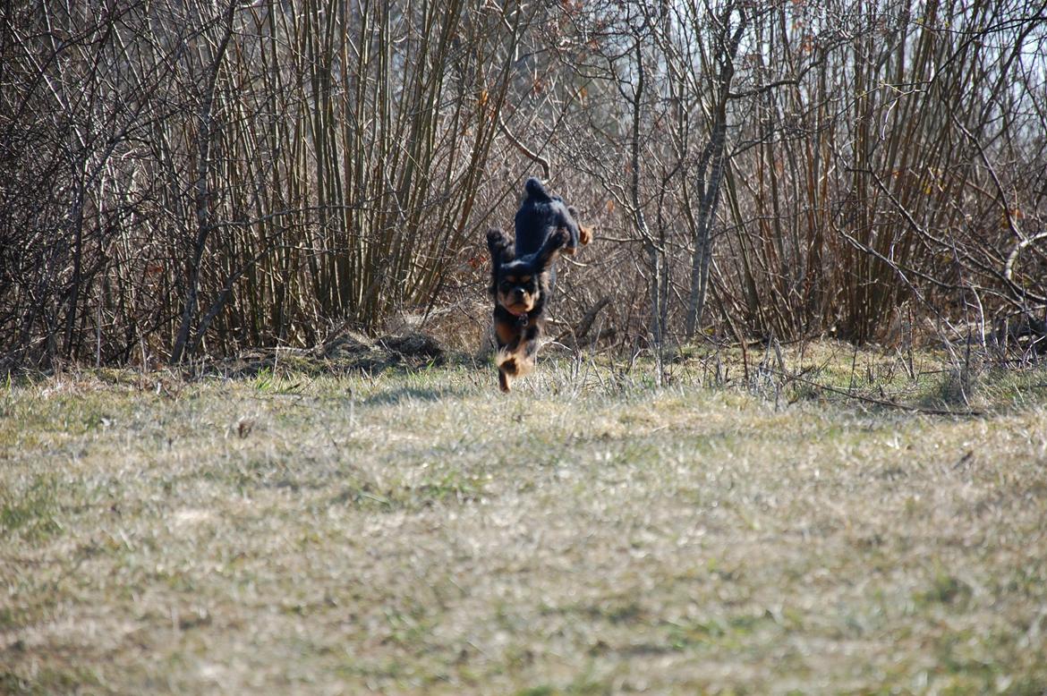 Cavalier king charles spaniel Teamsofies Lady Kenya billede 8