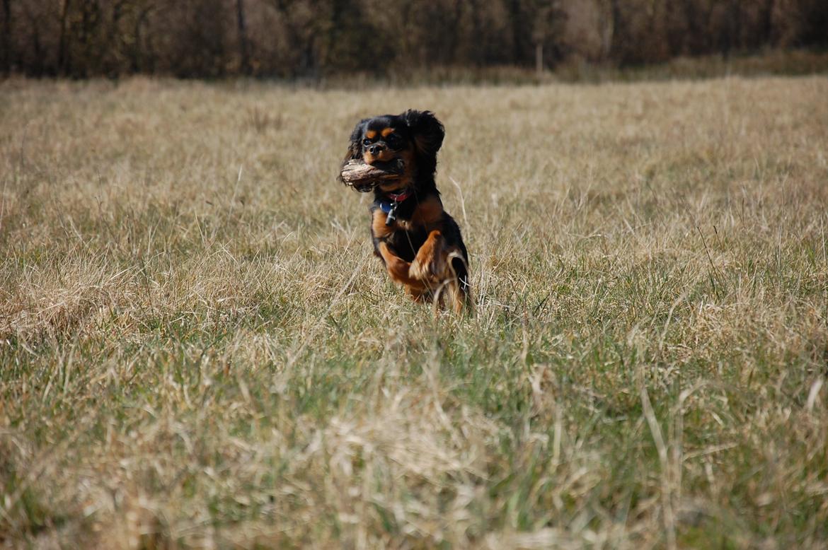 Cavalier king charles spaniel Teamsofies Lady Kenya billede 18