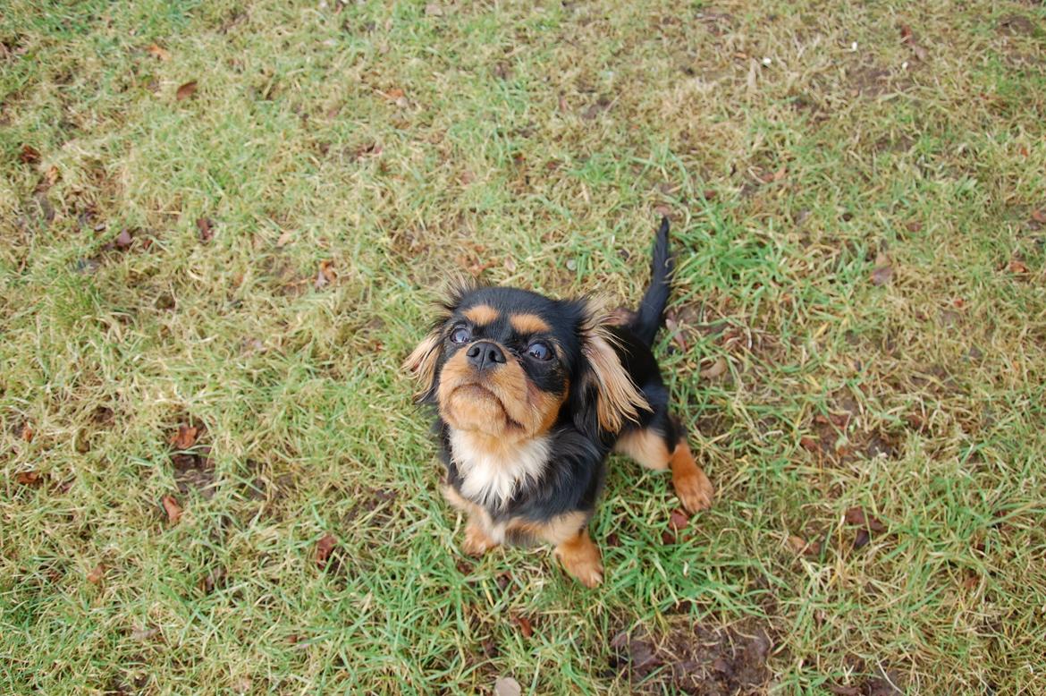 Cavalier king charles spaniel Teamsofies Lady Kenya billede 20