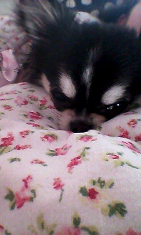 Chihuahua Tiny Star Dinka billede 7