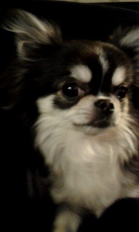 Chihuahua Tiny Star Dinka billede 8