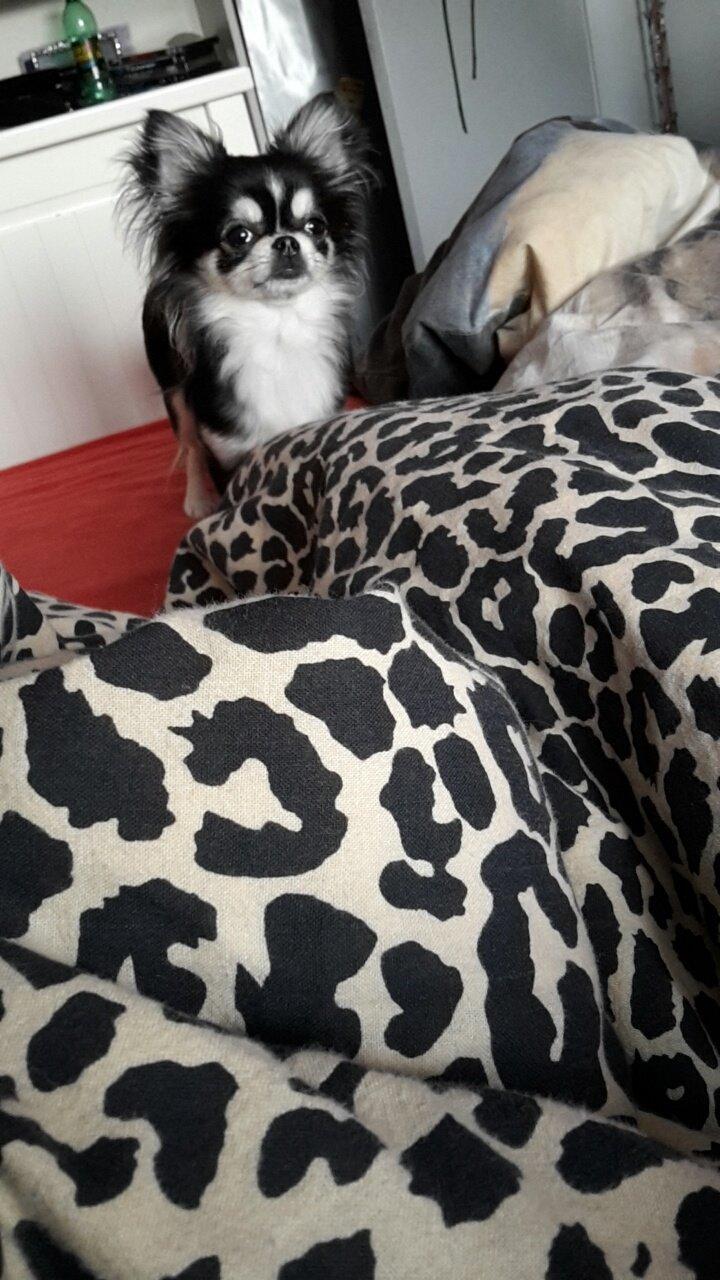 Chihuahua Tiny Star Dinka billede 9