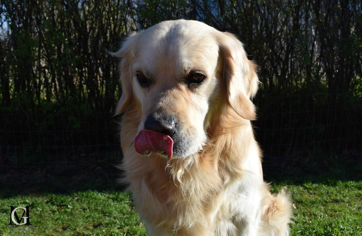 Golden retriever Carlo billede 44