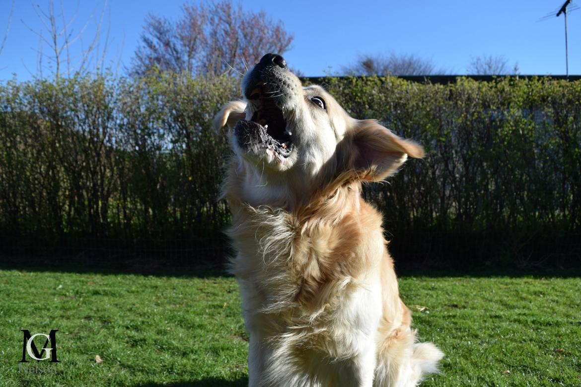 Golden retriever Carlo billede 45