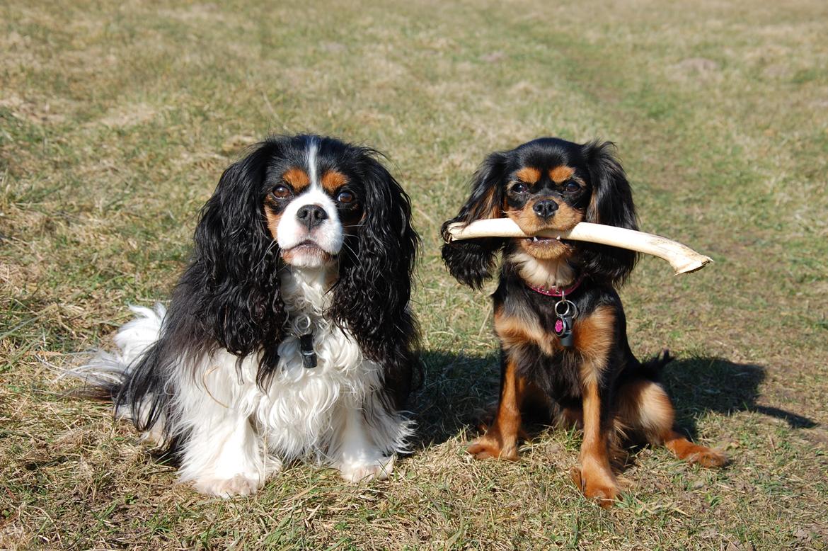 Cavalier king charles spaniel Bella Saphira Kokhus billede 1