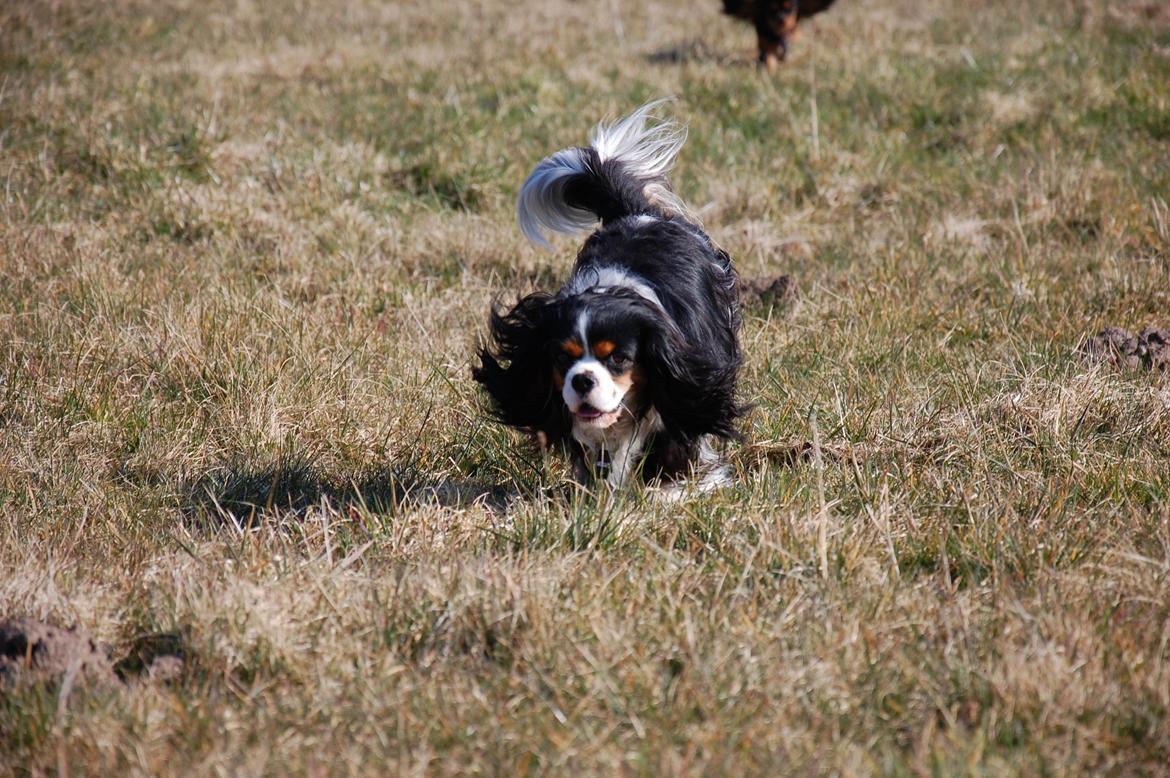 Cavalier king charles spaniel Bella Saphira Kokhus billede 5