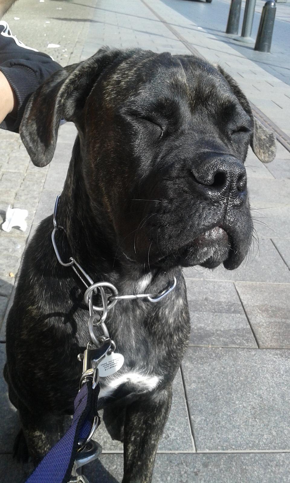 Cane corso Roxy (Venetia De Nobil rose) billede 27