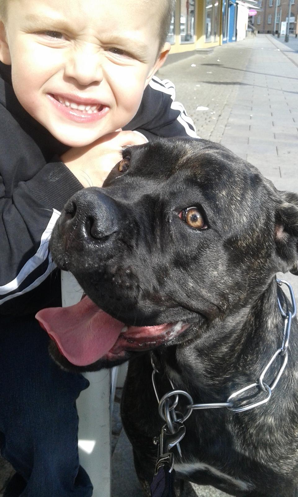 Cane corso Roxy (Venetia De Nobil rose) billede 28