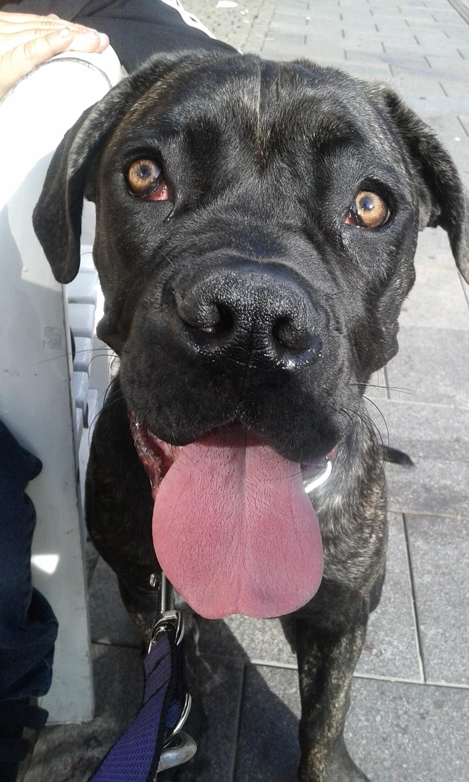 Cane corso Roxy (Venetia De Nobil rose) billede 29