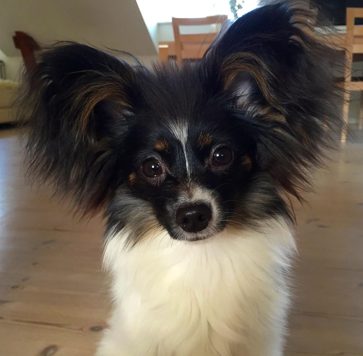 Papillon Luna billede 13