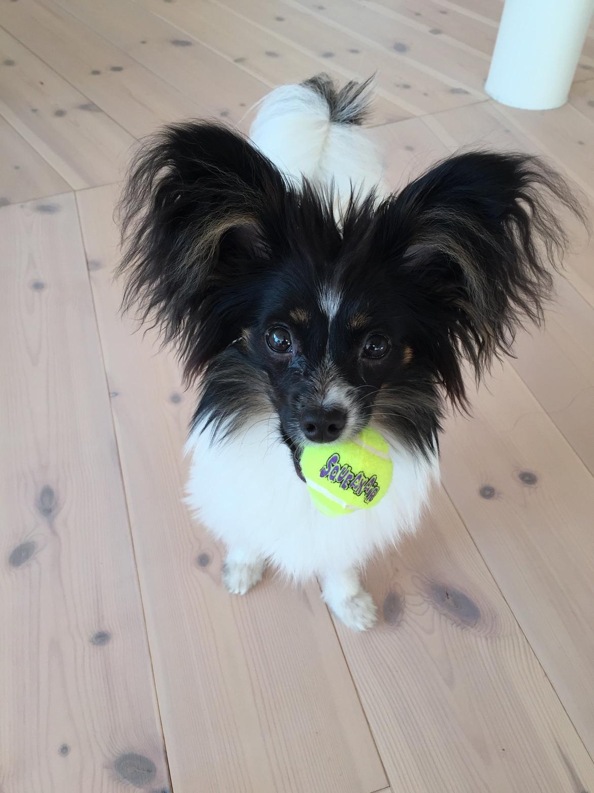 Papillon Luna billede 15