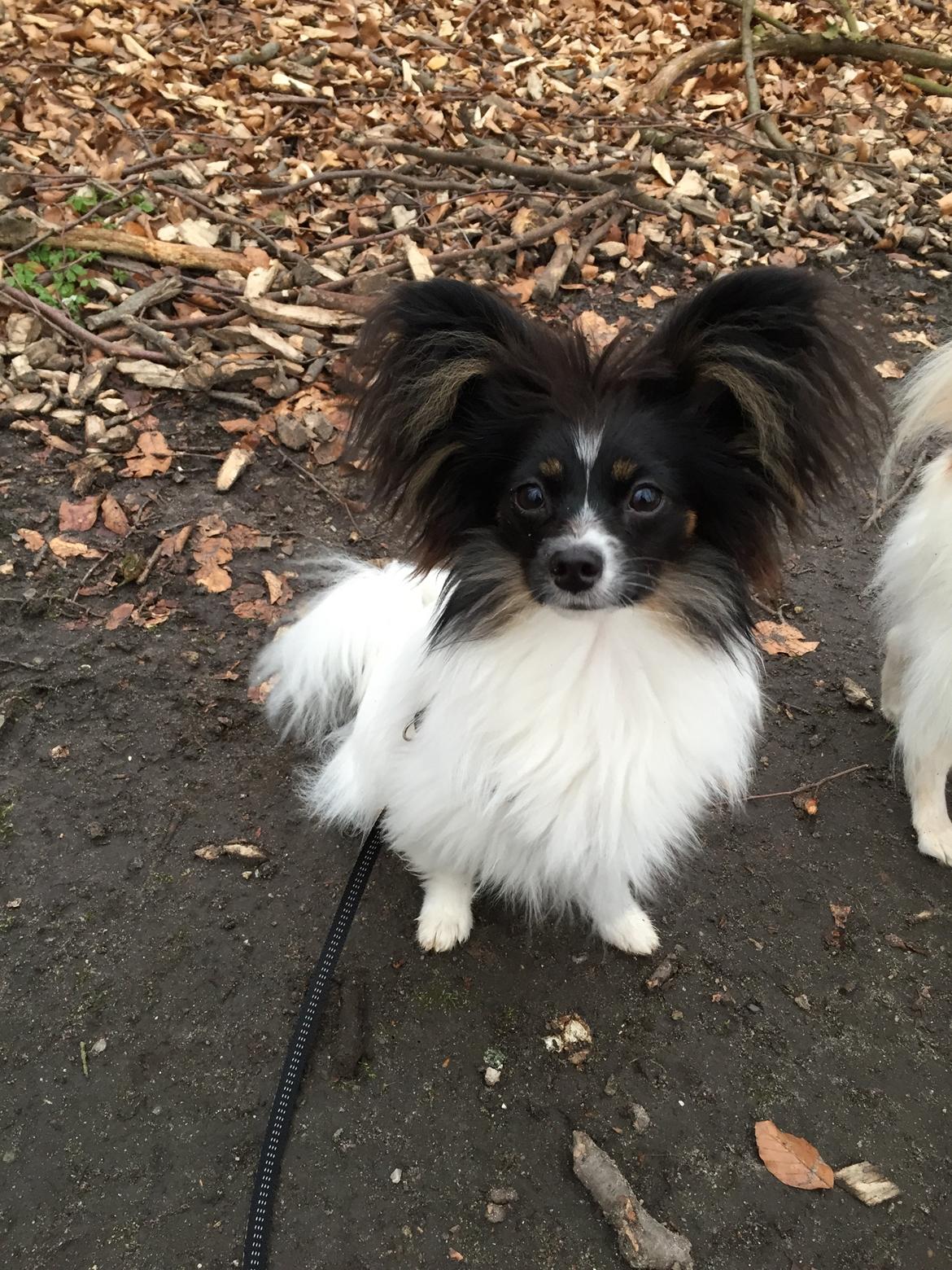 Papillon Luna billede 16