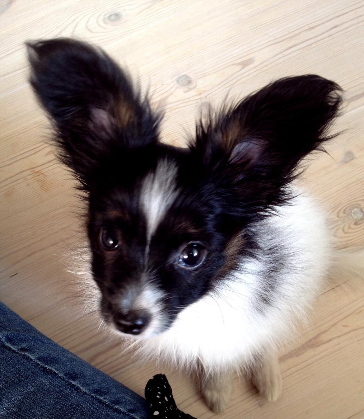 Papillon Luna billede 1