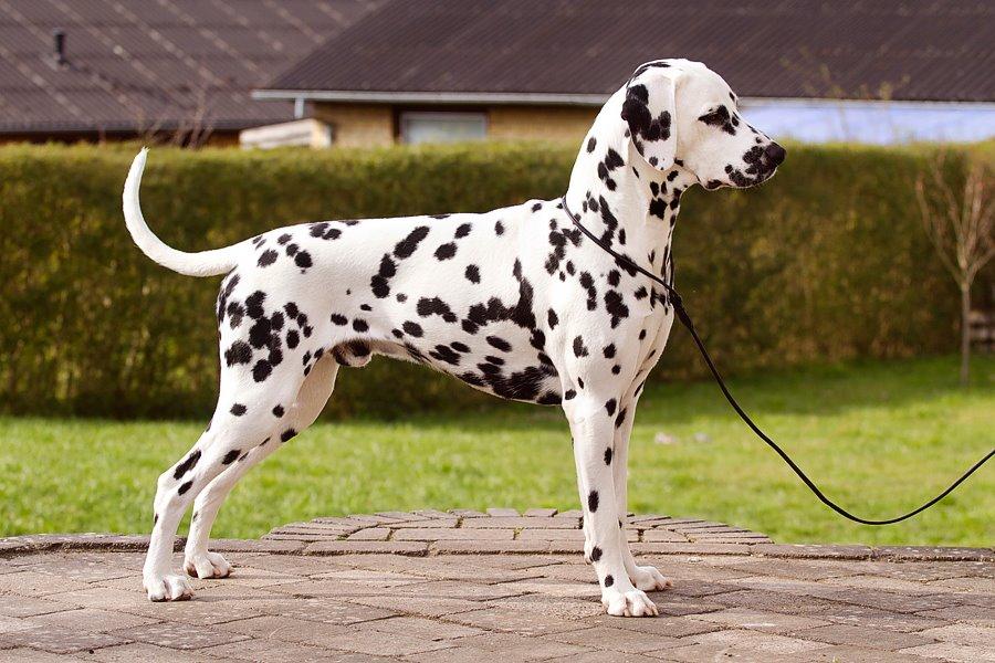 Dalmatiner Hugin (Spotdog's Everything Elegant) - 1 år gammel billede 25