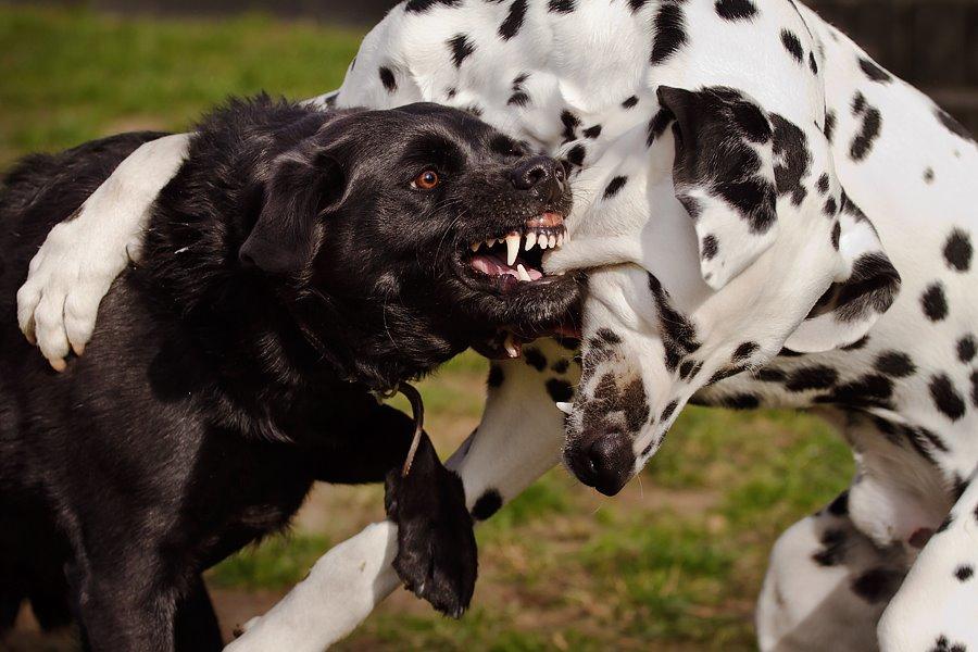 Blanding af racer Keiko - Kamphunde!! billede 8