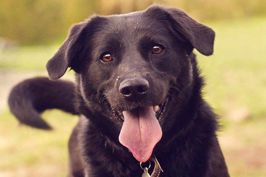 Blanding af racer Keiko billede 5