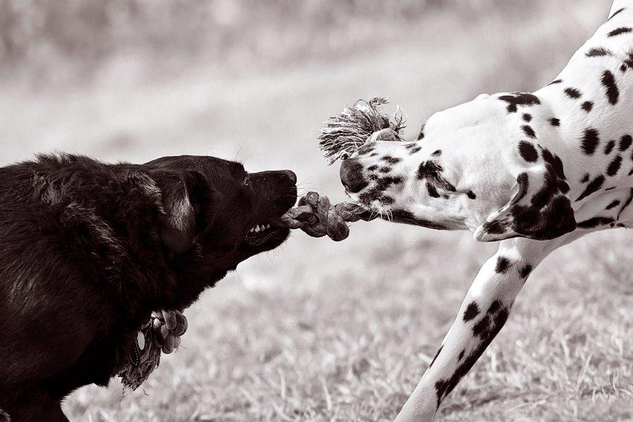 Blanding af racer Keiko billede 6