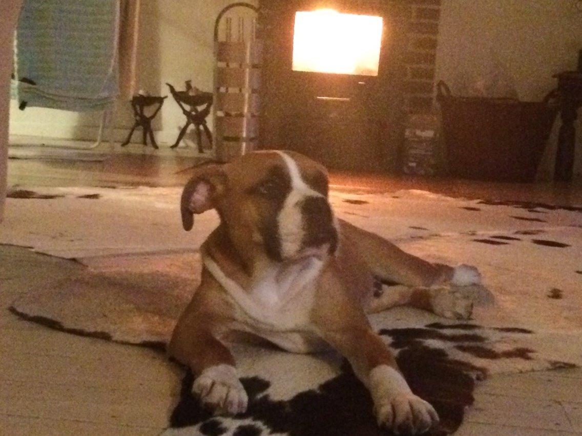 Olde english bulldogge Frankie billede 14