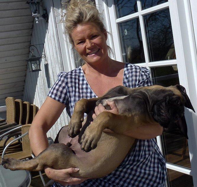 Bullmastiff Bullsaints Haress Al Dar - Barney 16 uger - 21,4 kg billede 22