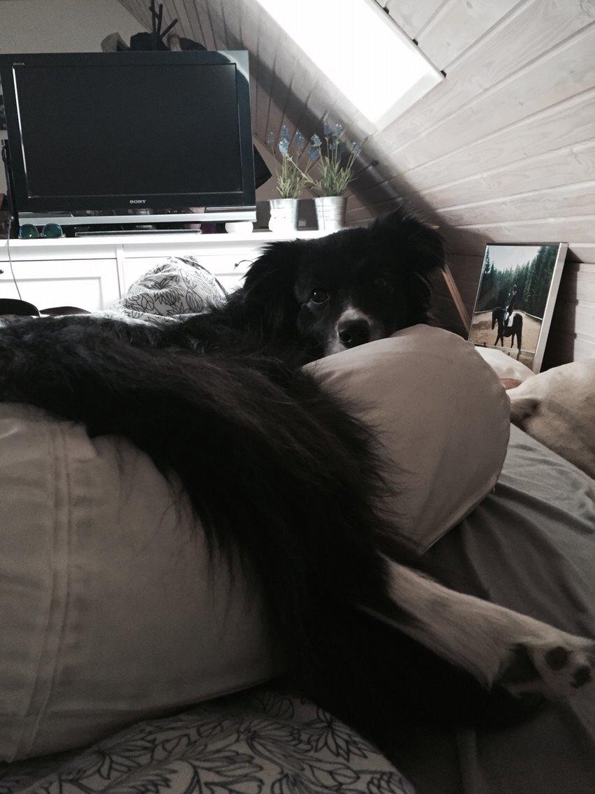 Border collie Soulshocks Sally billede 8