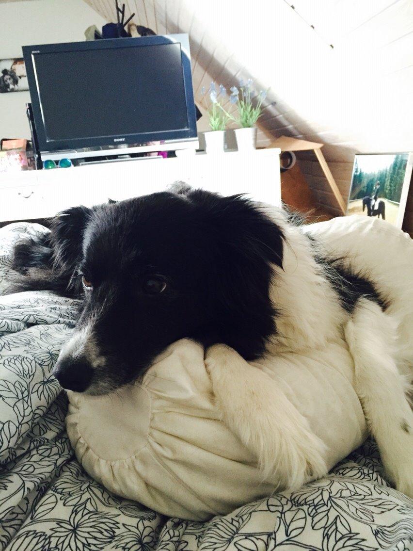 Border collie Soulshocks Sally billede 7