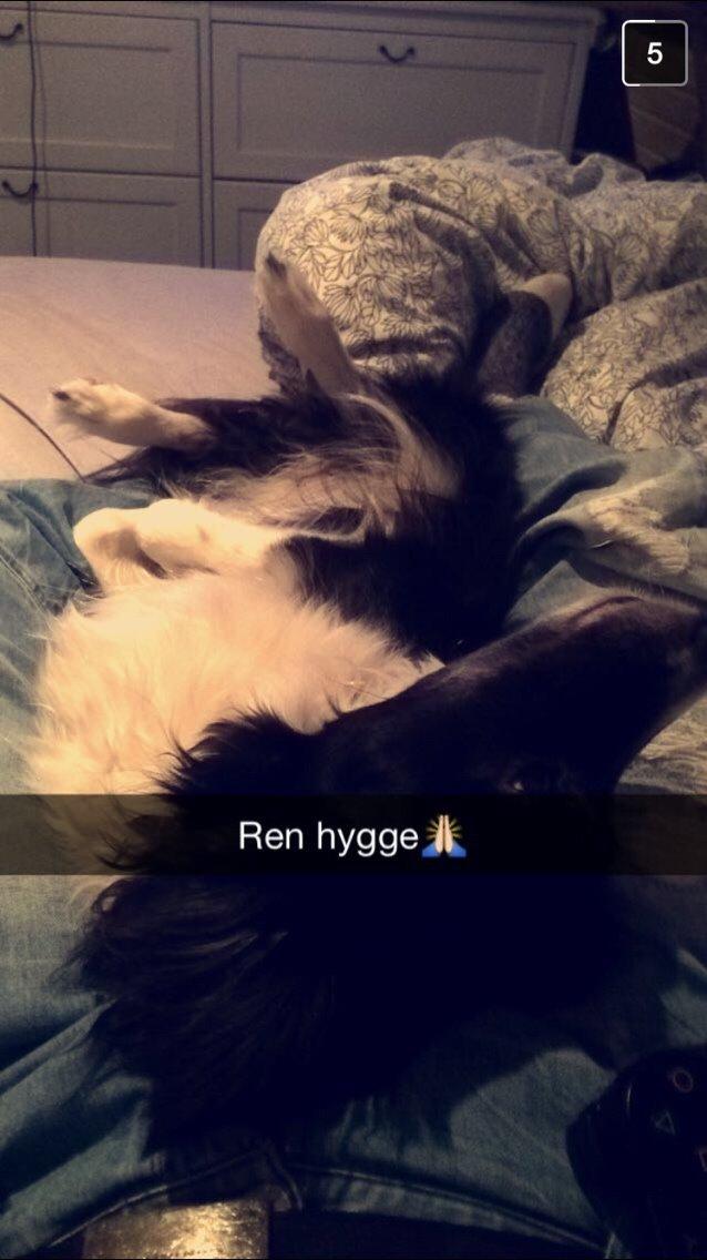 Border collie Soulshocks Sally billede 9