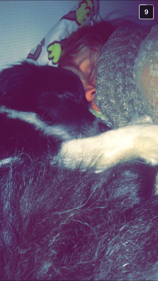 Border collie Soulshocks Sally billede 12