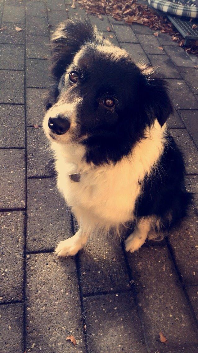 Border collie Soulshocks Sally billede 14