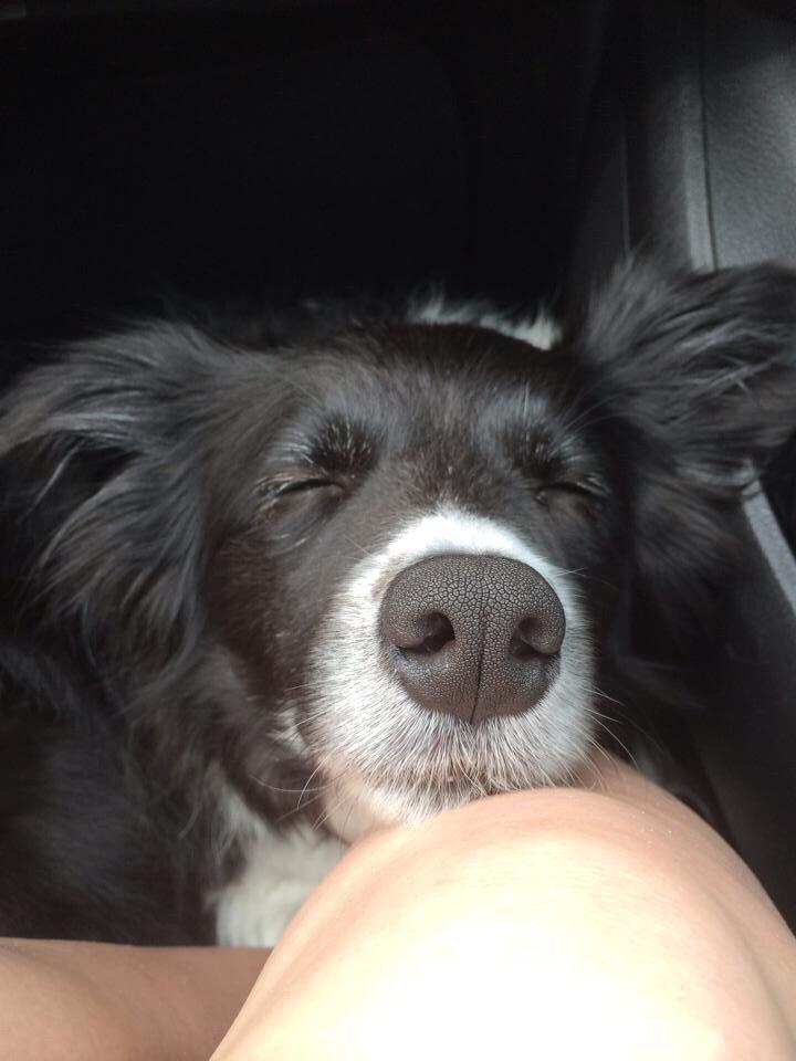 Border collie Soulshocks Sally billede 15