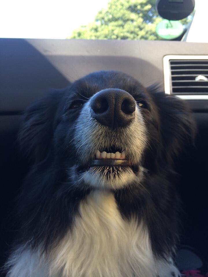 Border collie Soulshocks Sally billede 16