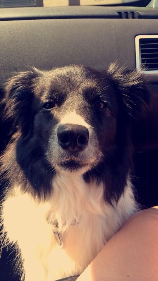 Border collie Soulshocks Sally billede 17