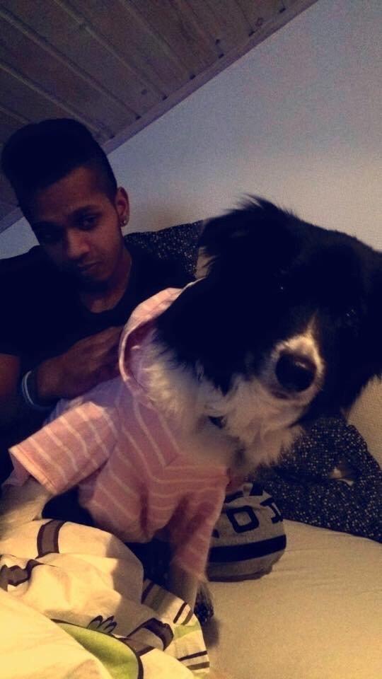 Border collie Soulshocks Sally billede 18