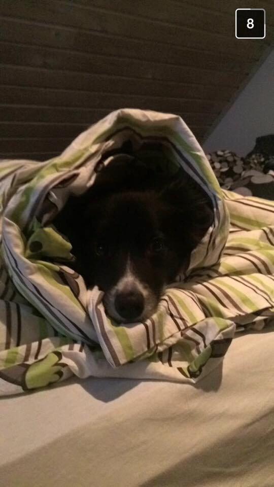 Border collie Soulshocks Sally billede 20