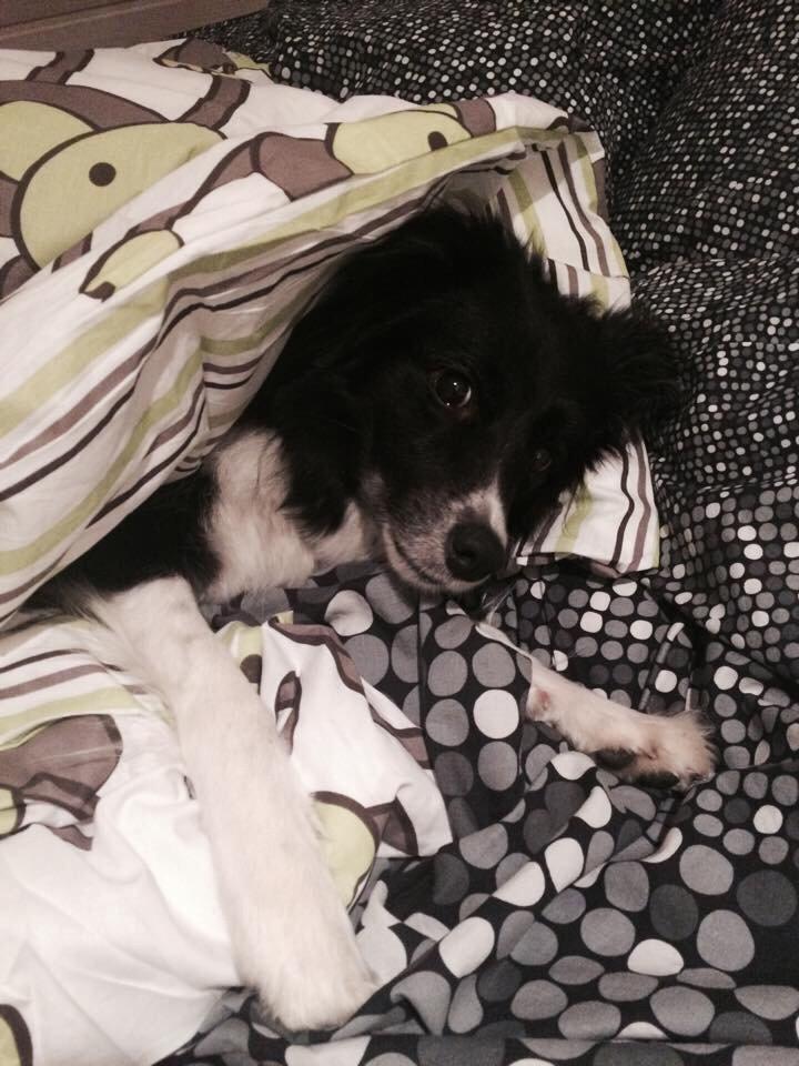 Border collie Soulshocks Sally billede 19