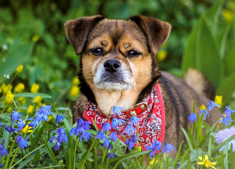 Blanding af racer Lilly - Lilly *April 2015* billede 17