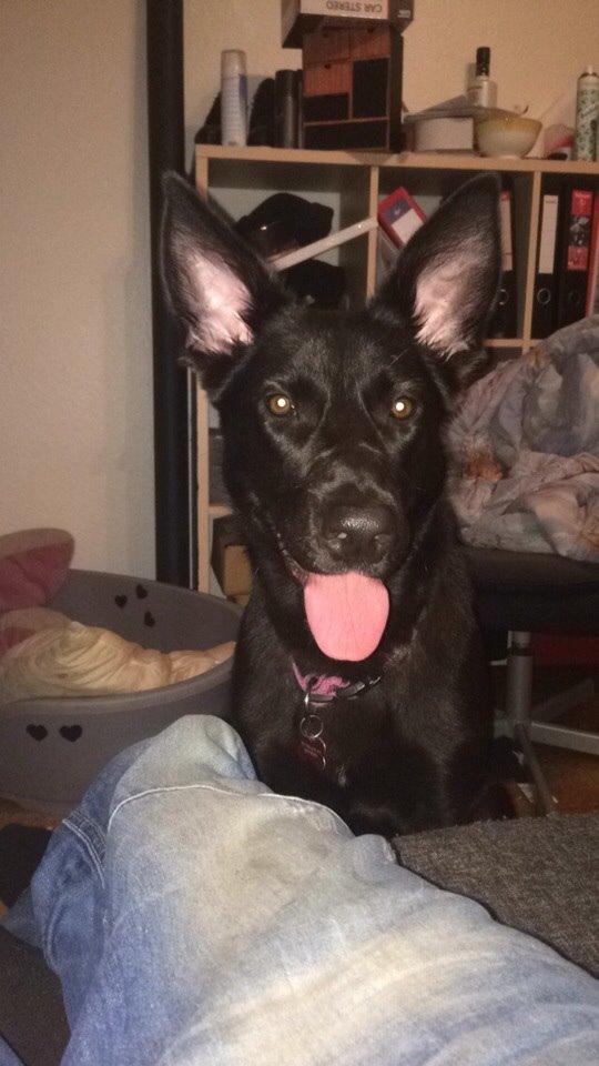 Blanding af racer Freya billede 35