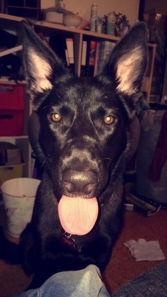 Blanding af racer Freya billede 38