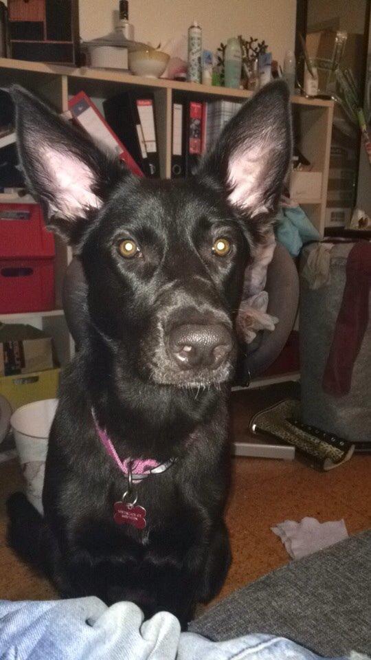 Blanding af racer Freya billede 39